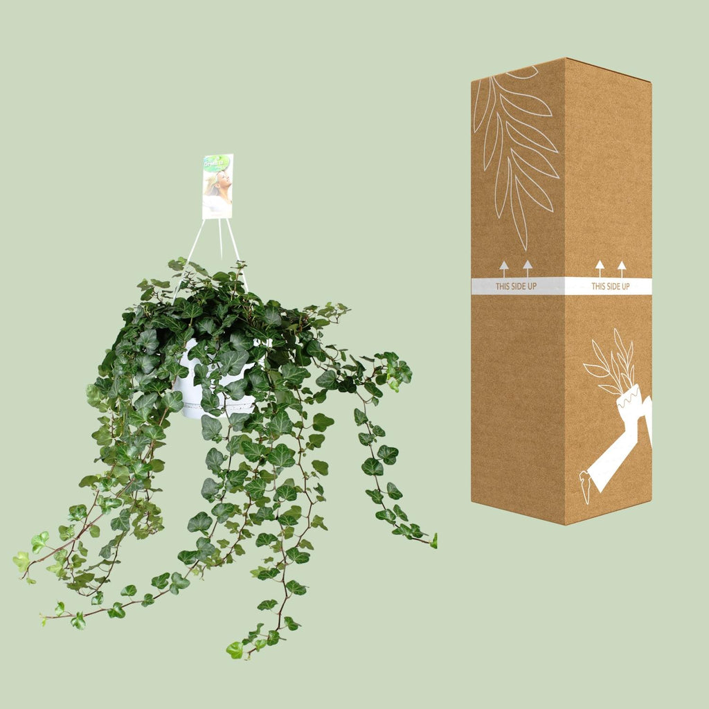Hedera Wonder Green (lierre) – Ø24 cm, 70 cm de haut – art. 2890