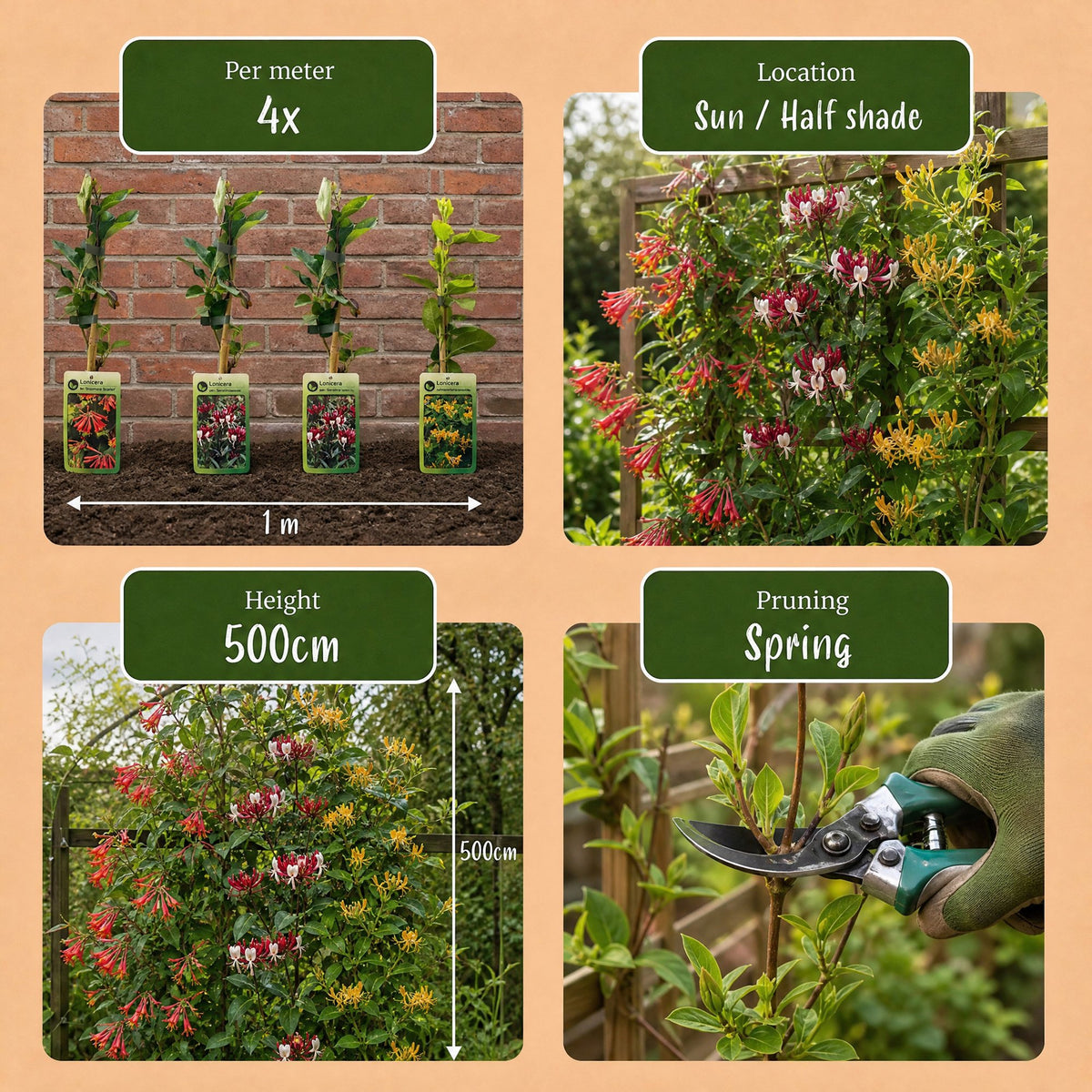 Lonicera 'Tricolour' (trefärgad kaprifol) – röd-lila-orange-gul – 6 plantor, Ø 9 cm, 35 cm hög – bild 7