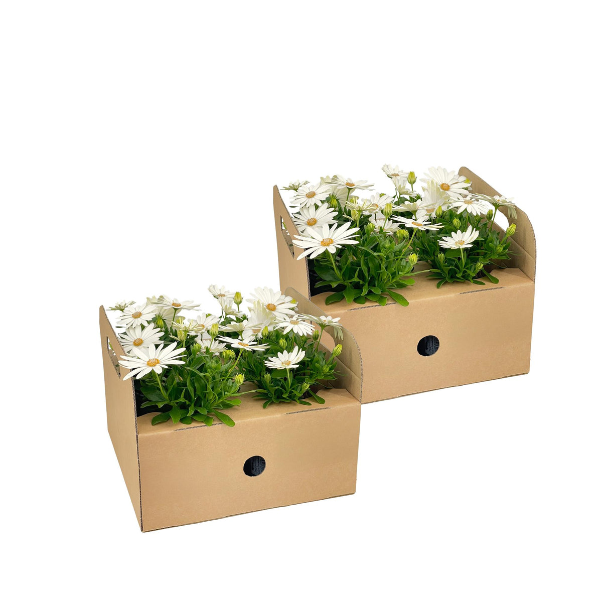 Osteospermum 'Ecklonis Weiß' (African daisy) – 8 plants, Ø12 cm, 20 cm high