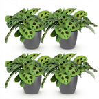 4× Maranta Fascinator Kerchoveana (prayer plant) in grey Potter decorative pot – Ø12 cm, 25 cm high