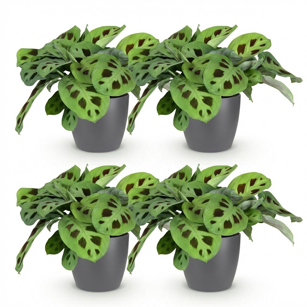 4× Maranta Fascinator Kerchoveana (bedplant) i Potter-pyntepotte grå – Ø12 cm, 25 cm høj