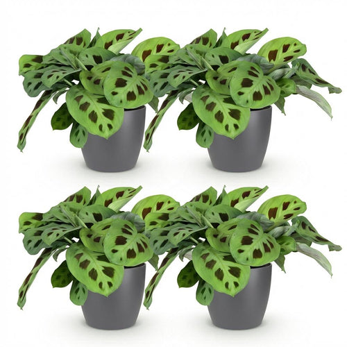 4× Maranta Fascinator Kerchoveana (gebedsplant) in Potter-sierpot grijs – Ø12 cm, 25 cm hoog