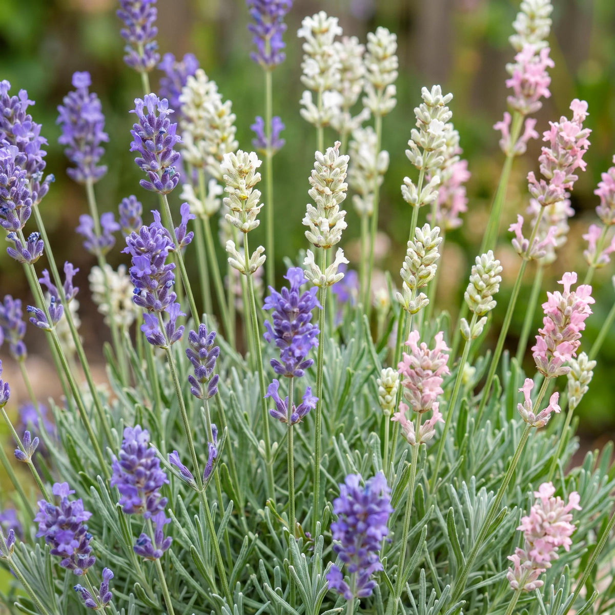 Lavandula 'Tricolour' (lavendel) – blauw-roze-wit – 24 planten, Ø11 cm, 15–25 cm hoog