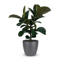 Ficus elastica Cloe (rubberplant) in Potter-sierpot grijs – Ø19 cm, 65 cm hoog