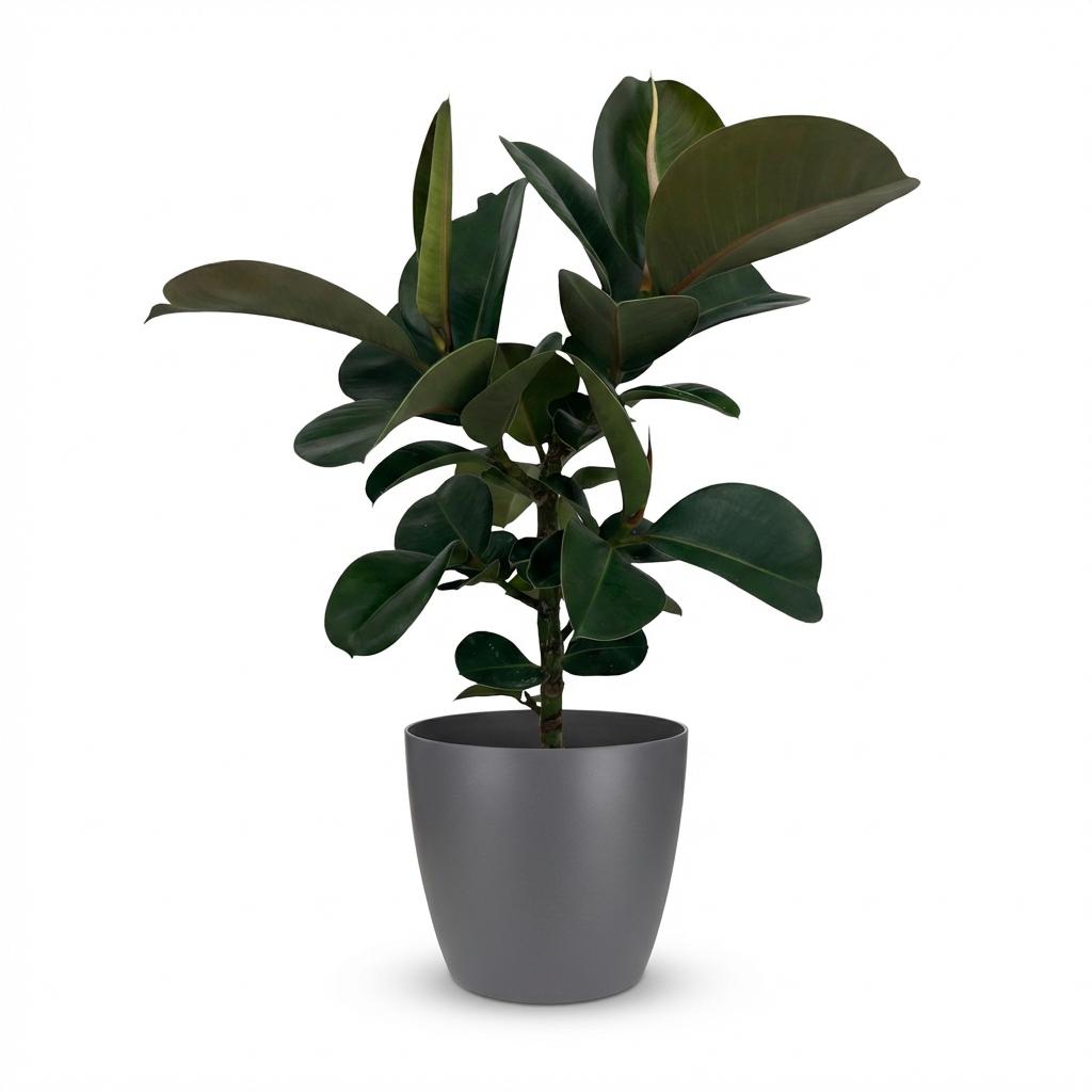 Ficus elastica Cloe (rubberplant) in Potter-sierpot grijs – Ø19 cm, 65 cm hoog