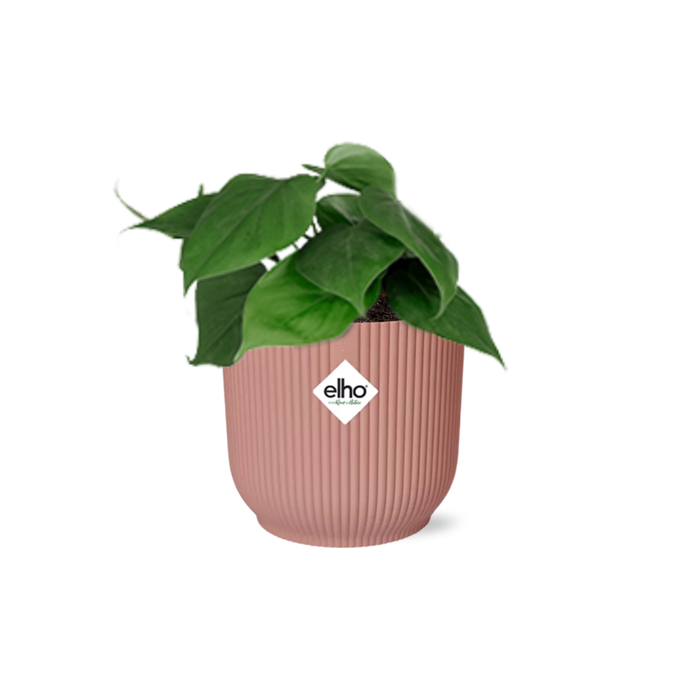Philodendron scandens in ELHO Vibes Fold 14 cm rosa – 25 cm hoch