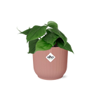 Philodendron scandens in ELHO Vibes Fold 14 cm rosa – 25 cm hoch