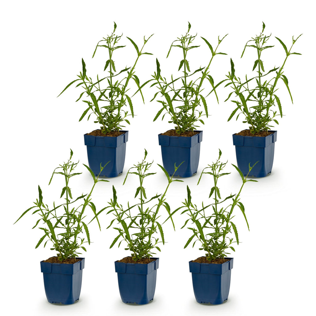 Verbena bonariensis 'Lollipop' (Blutwinde) – lila – 6 Pflanzen, Ø 11 cm, 15–25 cm hoch – Bild 2
