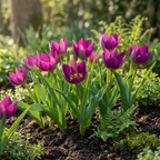 Tulpe 'Persian Pearl' – 50 Blumenzwiebeln (Zwiebelgröße 6/7)