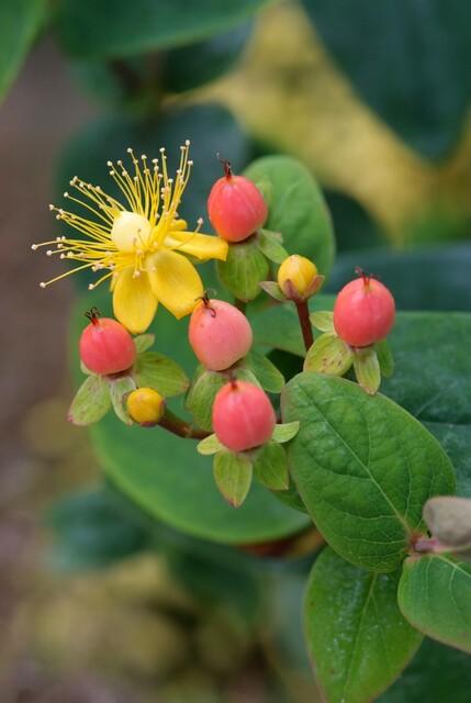 Hypericum inodorum 'Annebel' (St. John's wort) – 60 plants, Ø9 cm, 10–25 cm high
