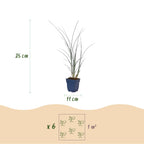 Miscanthus sinensis 'Gracillimus' (miscanthus) – Ø11 cm, 15–25 cm de haut