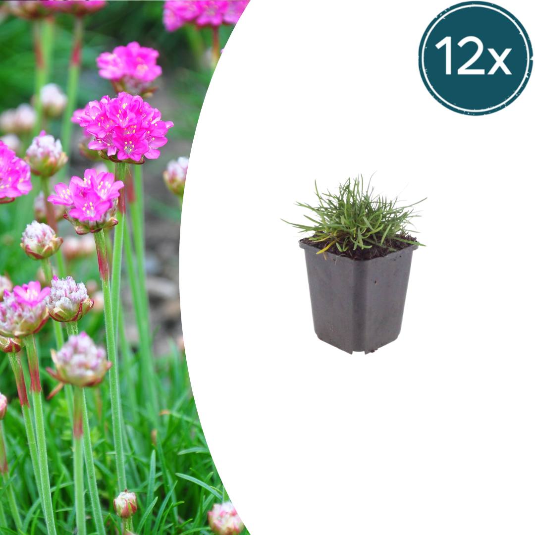 Armeria m. 'Splendens' (Flieder-Fetthenne) – 12 Pflanzen, Ø9 cm, 10–25 cm hoch