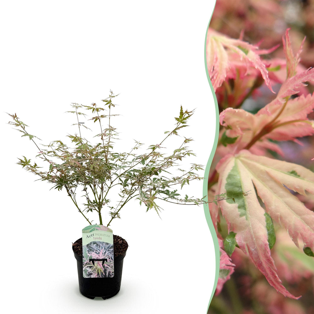 Acer palmatum 'Iyoshi' (Japanse esdoorn) – roze – Ø19 cm, 70 cm hoog