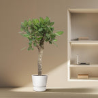 Ficus Benghalensis boom – Ø30 cm, 150 cm hoog