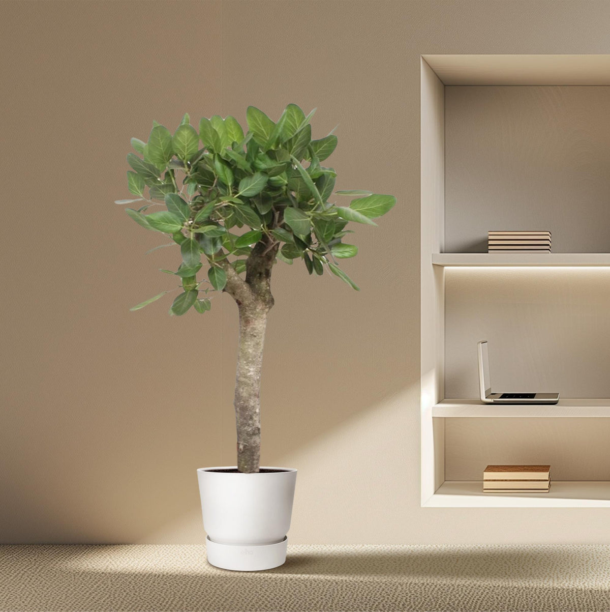 Ficus Benghalensis boom – Ø30 cm, 150 cm hoog