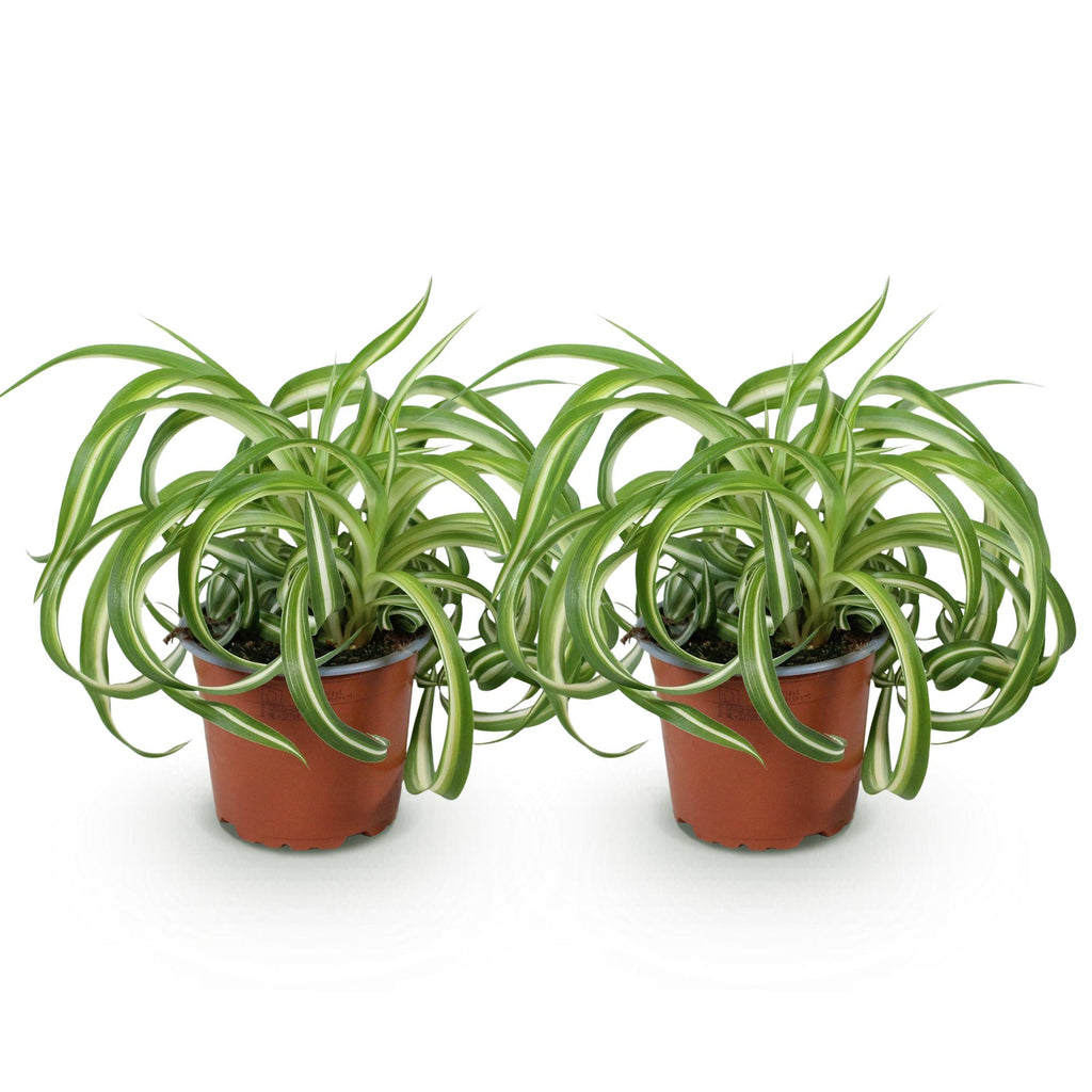 2× Chlorophytum comosum Bonnie (Grünlilie) – Ø12 cm, 20–25 cm hoch