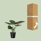 Alocasia Wentii (elefantøre) – Ø19 cm, 70 cm høj