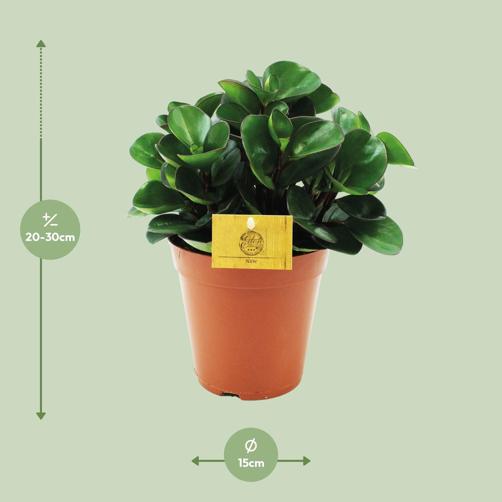 Peperomia Burning Bush – Ø15 cm, 25 cm de haut – photo 2