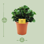 Peperomia Burning Bush – Ø15 cm, 25 cm de haut