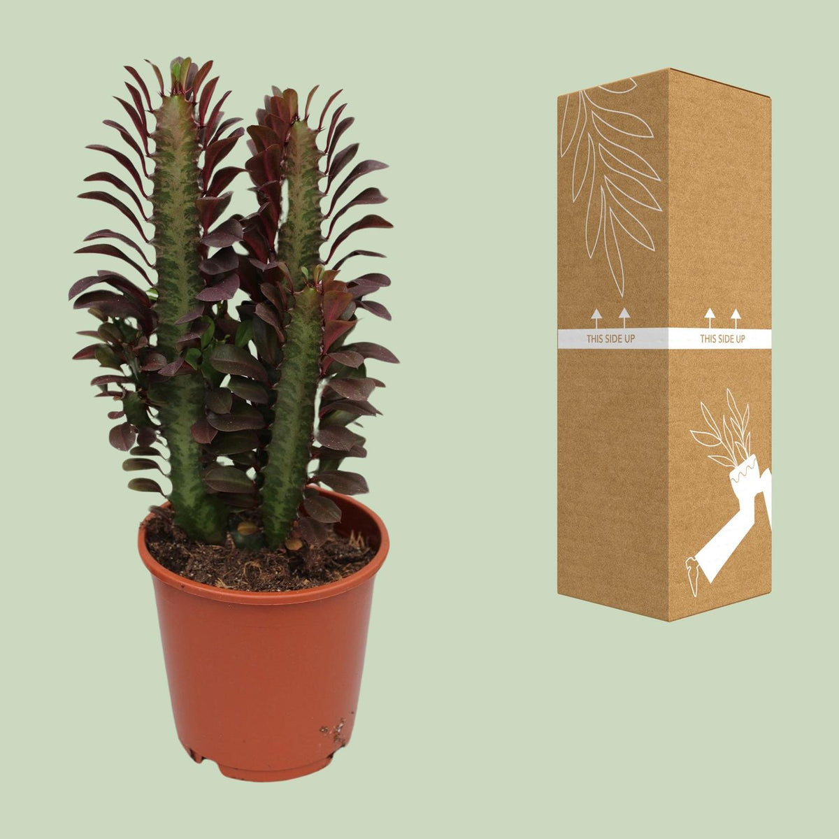 Euphorbia Trigona Rubra – Ø12 cm, 40 cm hoog