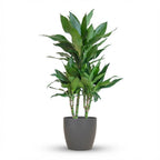 Dracaena Janet Lindt (drakträd) i grå Potter-lterkruka – Ø21 cm, 95 cm hög