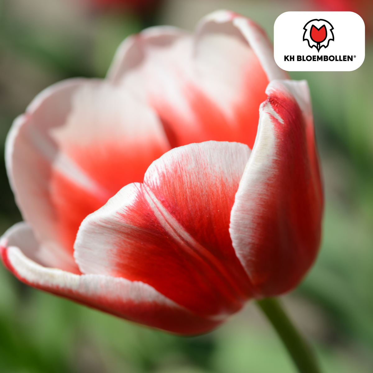 Tulpenmix 'Candy Apple Delight' – 20 Blumenzwiebeln (Zwiebelgröße 11/12)