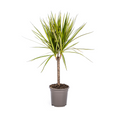 Dracaena marginata Sunray (dragetræ) – Ø17 cm, 60–80 cm høj