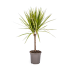 Dracaena marginata Sunray (dragetræ) – Ø17 cm, 60–80 cm høj