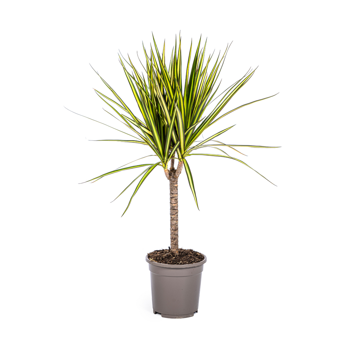 Dracaena marginata Sunray (drakenboom) – Ø17 cm, 60–80 cm hoog