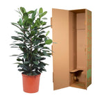 Ficus Cyathistipula Strauch – Ø 34 cm, 140 cm hoch