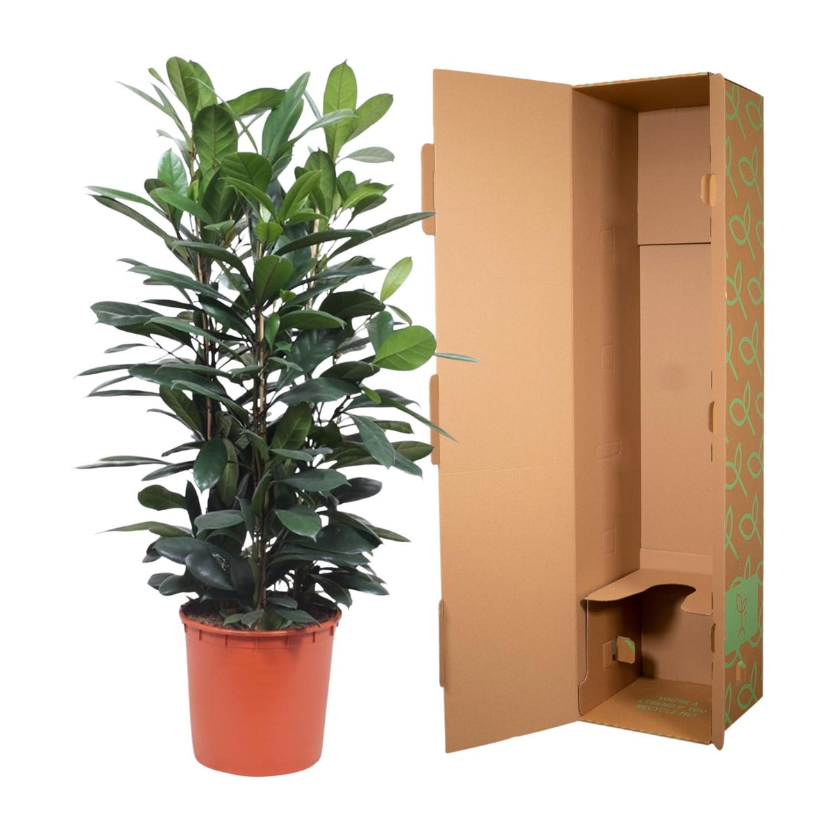 Ficus Cyathistipula struik – Ø34 cm, 140 cm hoog
