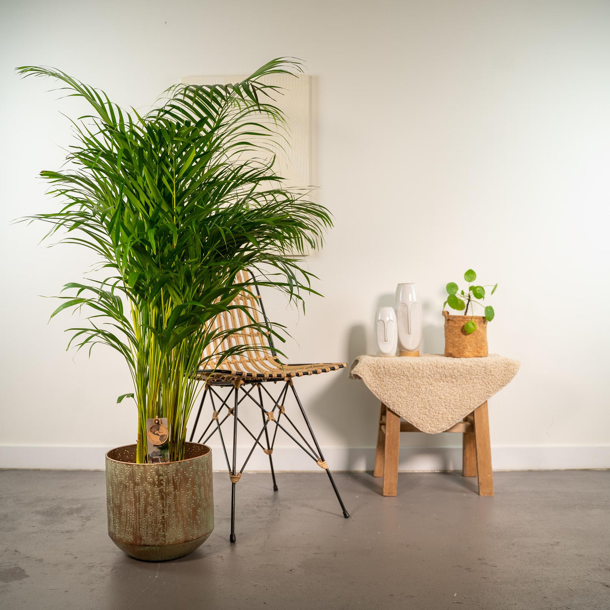 Palmier areca (Dypsis) – Ø24 cm