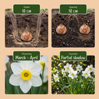 Blumenzwiebelpaket Feuchter Garten – 60 Blumenzwiebeln (Zwiebelgröße 10/12)