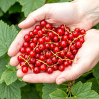 Ribes rubrum 'Jonkheer Van Tets' (bessenstruik) – 6 planten, Ø9 cm, 35 cm hoog