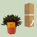 Peperomia Caperata Rosso – Ø11 cm, 15 cm hoog