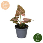 Syngonium Pink Splash – Ø6 cm, 10 cm de haut