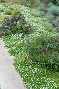 Sagina subulata (pearlfire) – 60 plants, Ø9 cm, 10–25 cm high