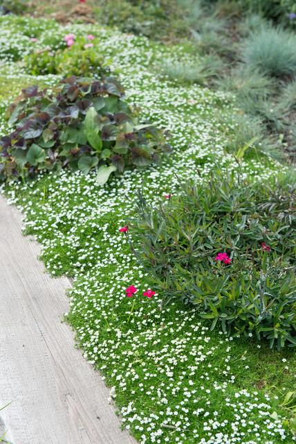 Sagina subulata (pearlfire) – 60 plants, Ø9 cm, 10–25 cm high