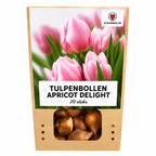 Tulpe 'Apricot Delight' – 20 Blumenzwiebeln (Zwiebelgröße 11/12)