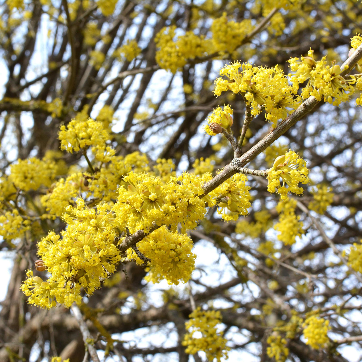 Cornus mas (kandis) – gul – Ø12 cm, 35 cm høj – billede 4