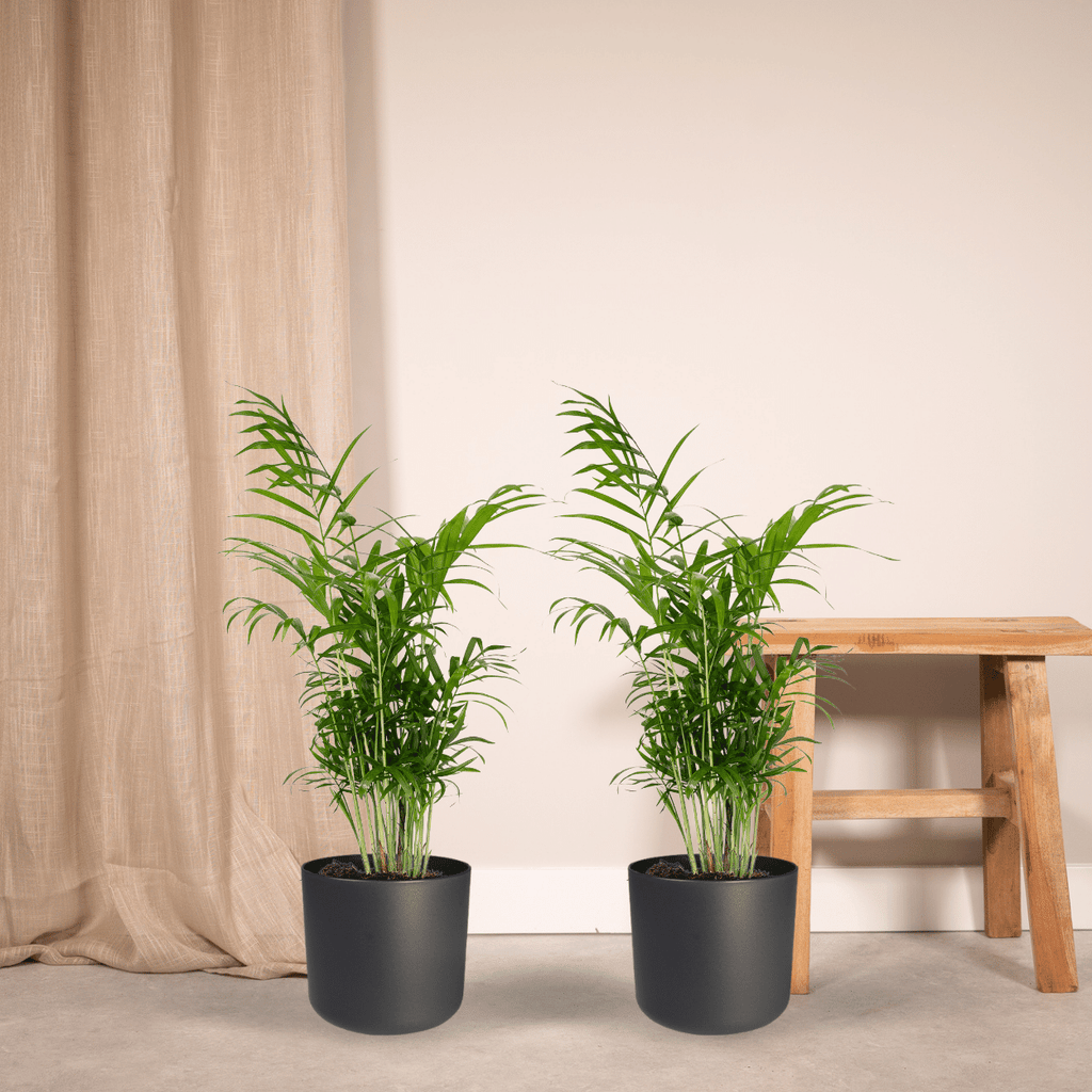 2× Mexicaanse Bergpalm (Chamaedorea) – Ø17 cm, 55 cm hoog
