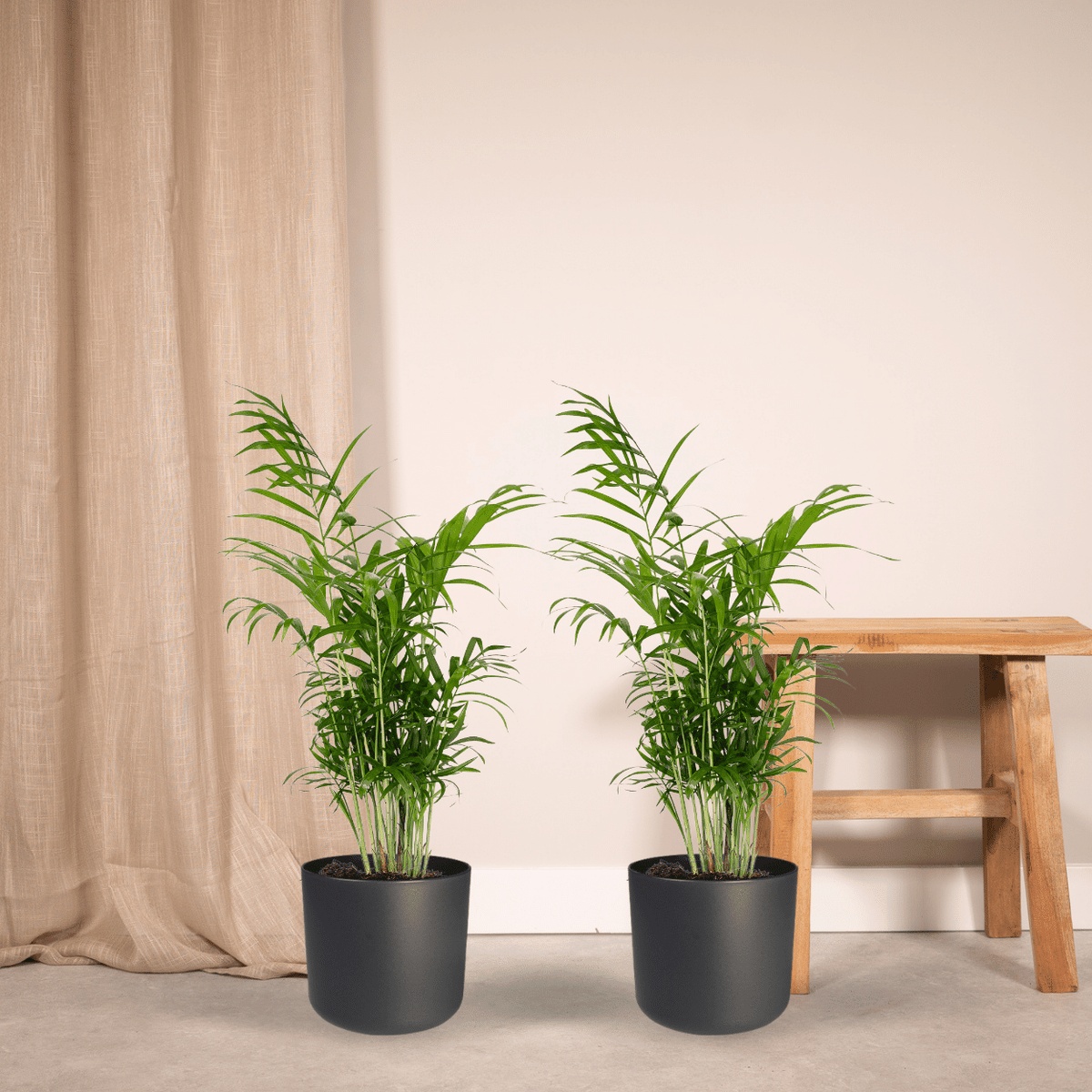 2× Mexicansk bjerglpalme (Chamaedorea) – Ø17 cm, 55 cm høj