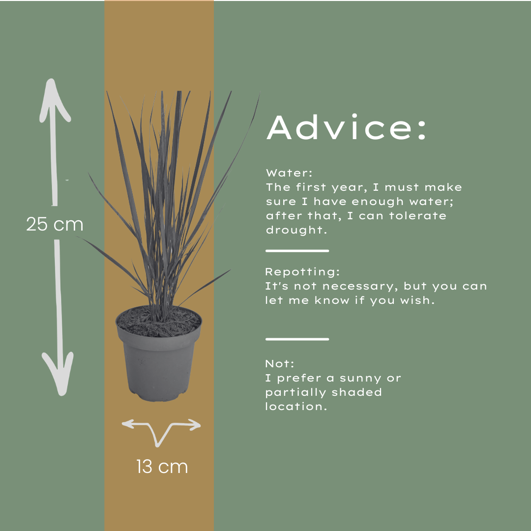 Panicum virgatum 'Northwind' (herbe à doigt) – 3 plants, Ø12 cm – photo 7