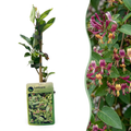Lonicera henryi (Henry's honeysuckle) – yellow-red – Ø9 cm, 35 cm high