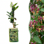 Lonicera henryi (Henry's honeysuckle) – yellow-red – Ø9 cm, 35 cm high