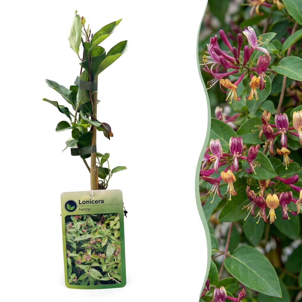 Lonicera henryi (Henrys Geißblatt) – gelb-rot – Ø 9 cm, 35 cm hoch