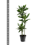 Dracaena Janet Lind (arbre dragonnier) – Ø24 cm, 160 cm de haut