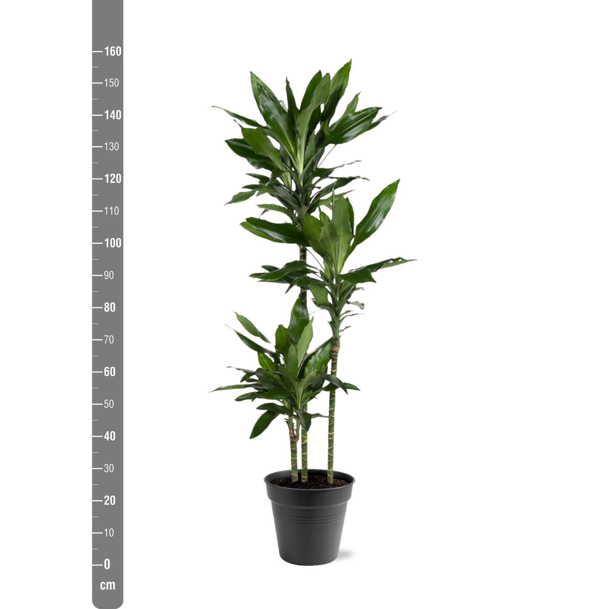 Dracaena Janet Lind (drakenboom) – Ø24 cm, 160 cm hoog