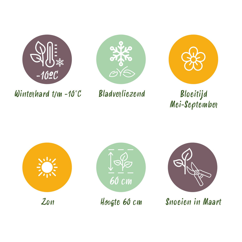 Nepeta rac. 'Grog' (Katzenminze) – blau – 12 Pflanzen, Ø 11 cm, 15–25 cm hoch – Bild 9