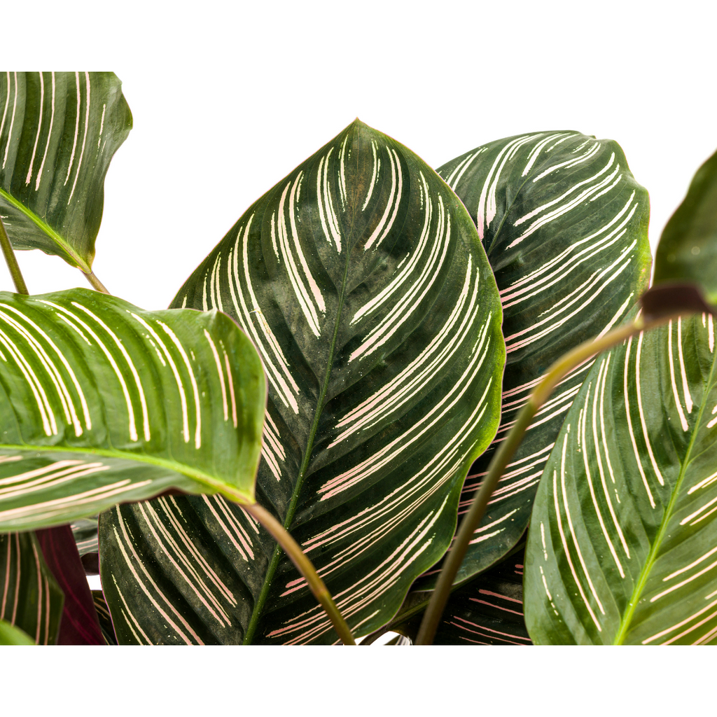 Calathea Ornata Sanderiana – Ø27 cm, 60–80 cm høj